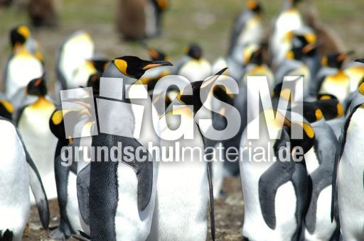 Königspinguin (32 von 84).jpg